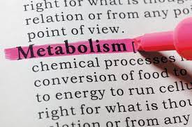 What is Metabolism